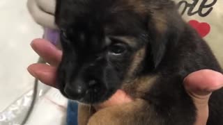 Puppy Remarkably Calm For Blow Drier After First Bath