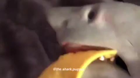 Shark puppet gets shot