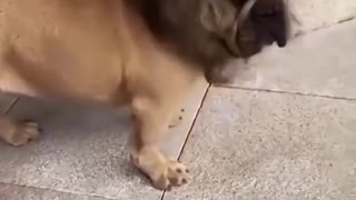 Funny adorable dog video