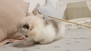 baby kitten playing 1