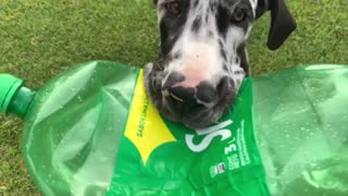 Great Dane puppy insists on playing closeup