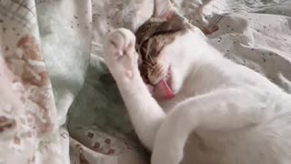 Cat cleaning slow motion