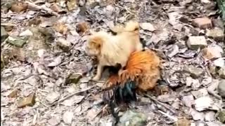 Rooster Playing with Puppies