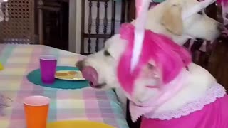 Dressed Dog party