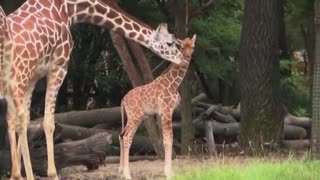 Adorable baby giraffe takes his first steps