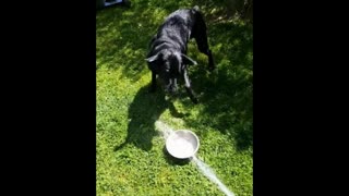 Lab LOVES The Water Hose