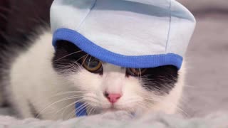 A cute cat wearing a hat