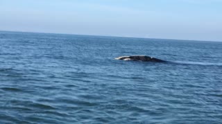 Fishing Trip Turns into Whale Watching Close Encounter