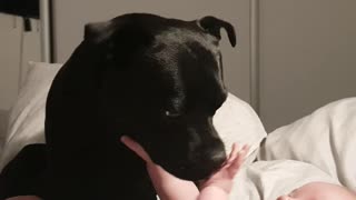 Staffordshire Bull Terrier gently plays with baby boy