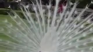 White Peacock Eat a Snake