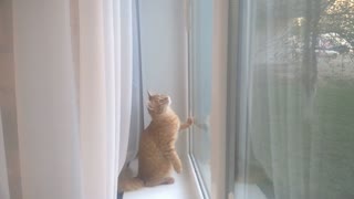 Cat and window