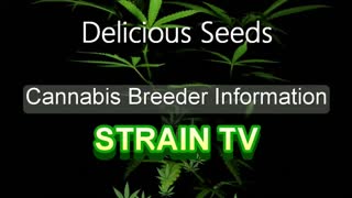Delicious Seeds - Cannabis Strain Series - STRAIN TV