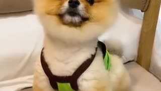 Baby Funny Dog Videos Compilation