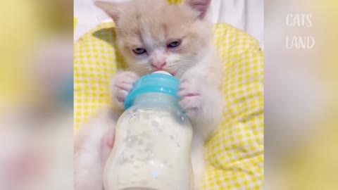 Little kitten drinks milk from a bottle