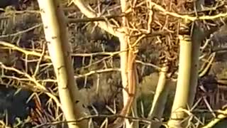 Snake Steals From Bird's Nest