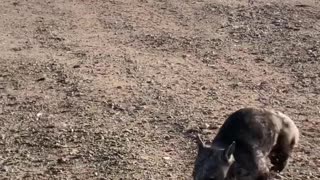 Wombat Chases Canine Friend