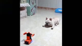 Dog is afraid by a Transformer car