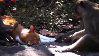Funniest Monkey Annoying cat video compilation