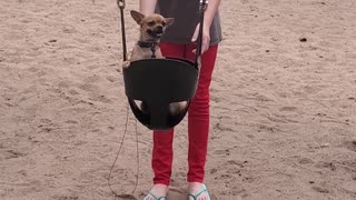 Chihuahua loves riding in swing set