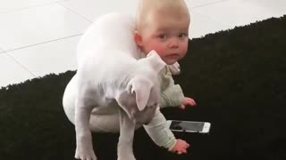 Puppy adorably climbs onto baby's shoulders