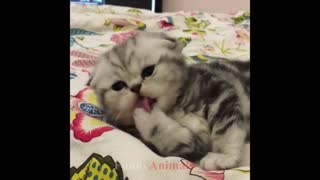 cute cat and kitten