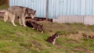 Siberian Husky Puppy Dogs Being Happy Playing With Mom
