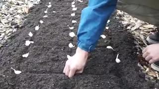 Planting garlic is actually profitable