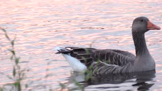 beautiful ducks swimming in the lake