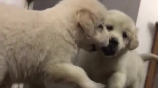 Adorable Golden Retriever Puppy Fights Her Mirror Reflection
