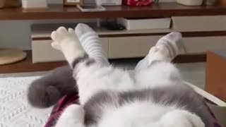Entertaining Cat Video