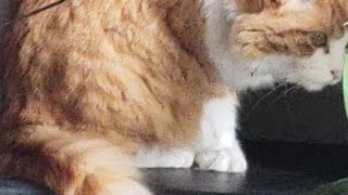 Cat washing himself