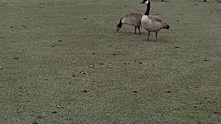 Summerlin Golf Course Geese