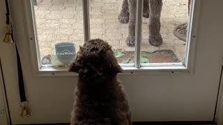 Puppy wants to let sister inside the house.