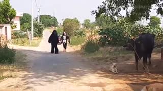 Fake Small Gorilla vs Dog Prank Funniest Dogs Scared TRY TO NOT LAUGH Pranker