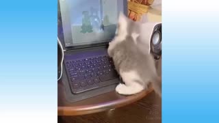 Funny Cute Pets And Animals Compilation