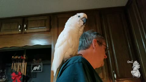 Cockatoo serenades owner by singing 'I love you'
