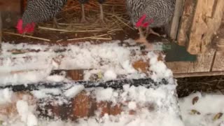 Homestead chickens first snowfall