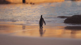 A Cute Penguin Walking on the Beach
