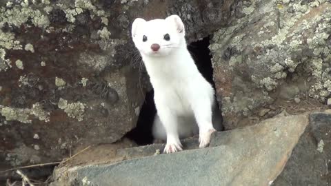 White Ermine(Stoat)...very curious!!!