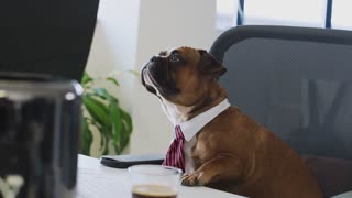DOG OFFICE