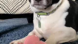 Cute Dog Really Wants To Play