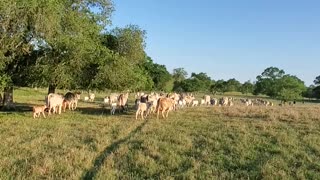 Moving Cattle 2