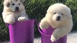 ADORABLE ALASKAN MALAMUTE PUPPIES CHILLING INSIDE THE BUCKET- FLUFFY 3