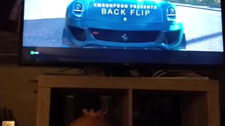 Back flip in a Ferrari!