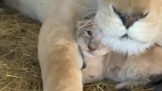 mother lioness feeds her cats