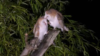 Two Young Barn Owls Preening Each Other