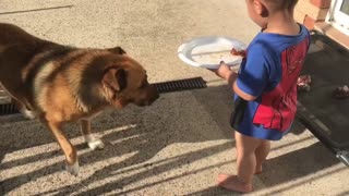 Dog playing with little boy