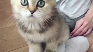 Cat loves playing