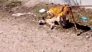 dog prank fake tiger see dogs reaction