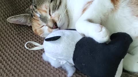 Cat Catches A Cat Nap